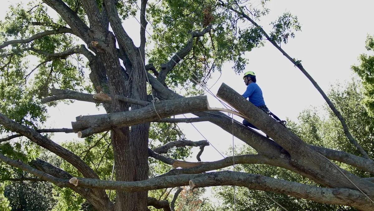 Professional Crown Thinning performed by certified arborists in Brohard