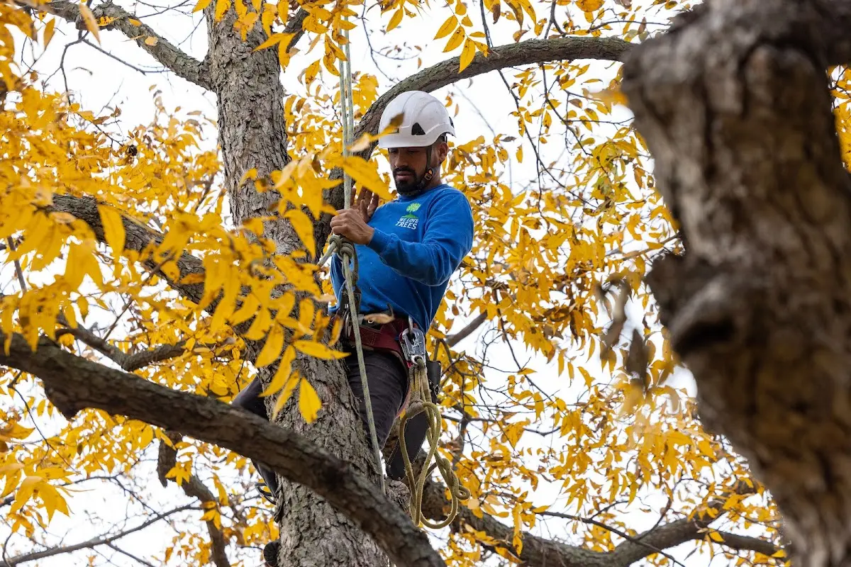 Skilled Tree Pruning crew working in Brohard